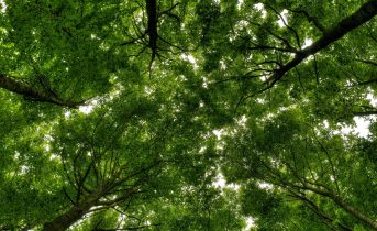 low-angle-shot-tall-trees-beautiful-green-forest-scaled-e1719386925680.jpg low-angle-shot-tall-trees-beautiful-green-forest-scaled-e1719386925680.jpg